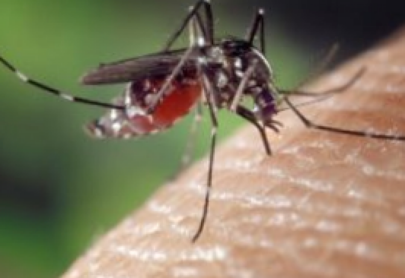 picadura mosquito