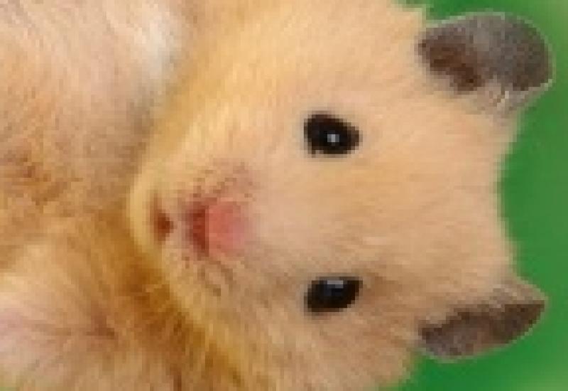 Test Marc