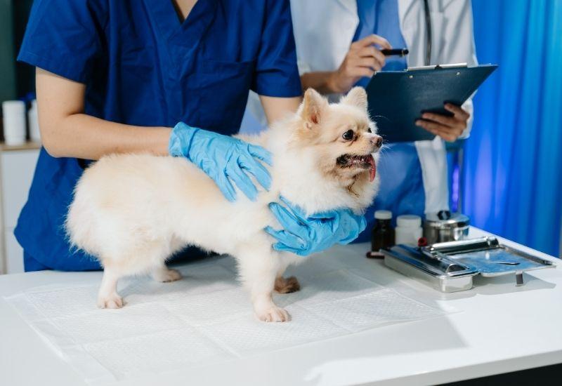 COMUNICADO CONJUNTO SOBRE EL RÉGIMEN DE DISPENSACIÓN DE MEDICAMENTOS VETERINARIOS ANTE LA POSIBLE MODIFICACIÓN DEL REAL DECRETO 666/2023